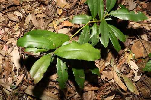 Image of Wilkiea austroqueenslandica by (c) Greg Tasney, some rights reserved (CC BY-SA)