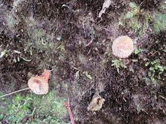 Calostoma