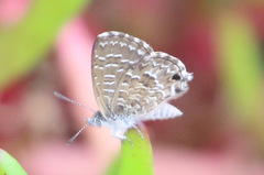 Theclinesthes sulpitius