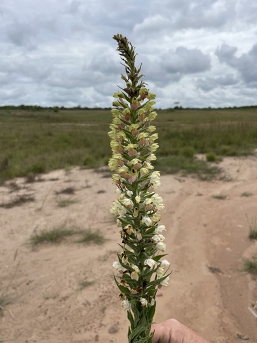 Brachycorythis pubescens image