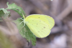 Eurema smilax