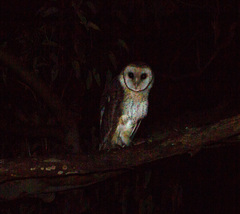 Tyto novaehollandiae