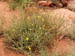 Heterotheca polothrix