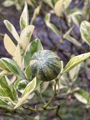 Citrus