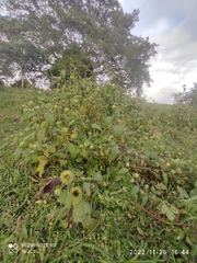 Hyptis capitata