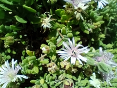 Drosanthemum candens