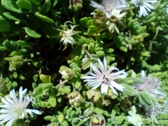 Drosanthemum candens