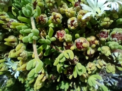 Drosanthemum candens