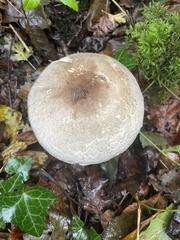 Agaricus hondensis