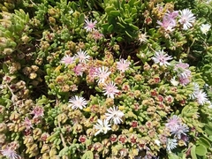 Drosanthemum candens