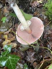 Agaricus hondensis