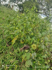 Hyptis capitata