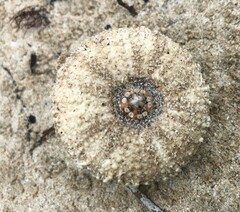 Heliocidaris erythrogramma