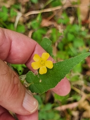 Abutilon oxycarpum