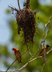 Anaplectes rubriceps