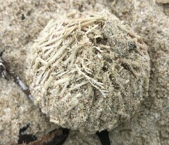 Heliocidaris erythrogramma