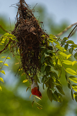 Anaplectes rubriceps