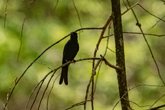Melaenornis pammelaina