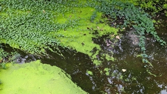 Lemna aequinoctialis