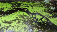 Lemna aequinoctialis