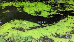 Lemna aequinoctialis