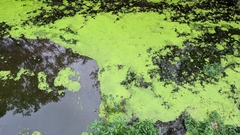 Lemna aequinoctialis