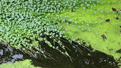 Lemna aequinoctialis