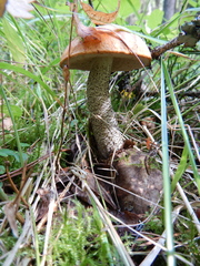 Leccinum