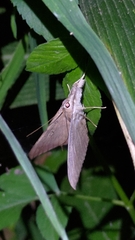 Oxyodes scrobiculata