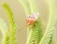 Eupolemus angularis