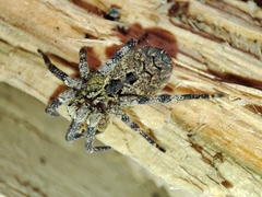 Zoropsis spinimana