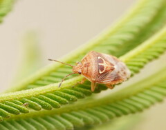 Eupolemus angularis