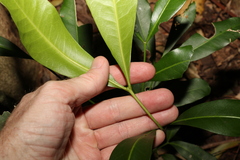 Anthocarapa nitidula