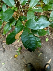 Heritiera trifoliolata