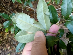 Heritiera trifoliolata