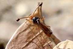 Diopsidae