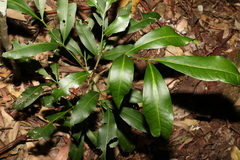 Anthocarapa nitidula