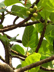 Ficus vasta