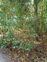 Heritiera trifoliolata