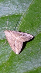 Hypenodinae