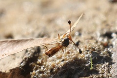 Diopsidae