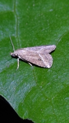 Hypenodinae