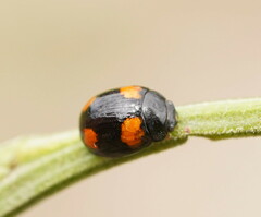 Peltoschema tetraspilotum