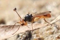 Diopsidae