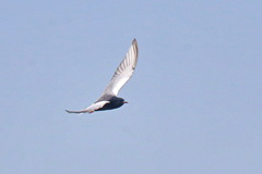 Chlidonias leucopterus