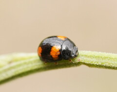 Peltoschema tetraspilotum