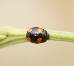 Peltoschema tetraspilotum