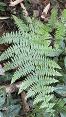 Microlepia nepalensis