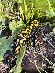 Salamandra corsica