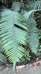 Sphaerostephanos taiwanensis